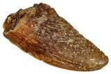 Bargain, Raptor Tooth - Real Dinosaur Tooth #332904-1